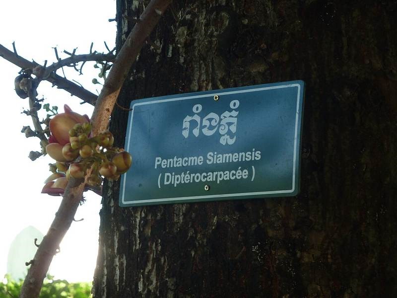 Cẩm liên (cà chít)