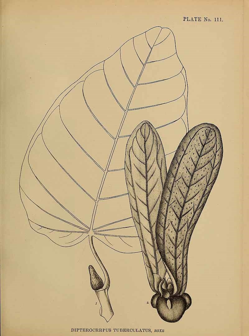 Dầu đồng (dầu trà beng)