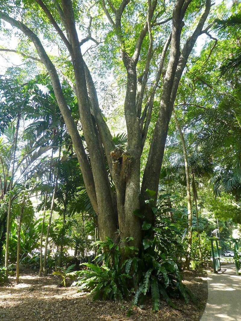 Dáng hương (giáng hương ấn)