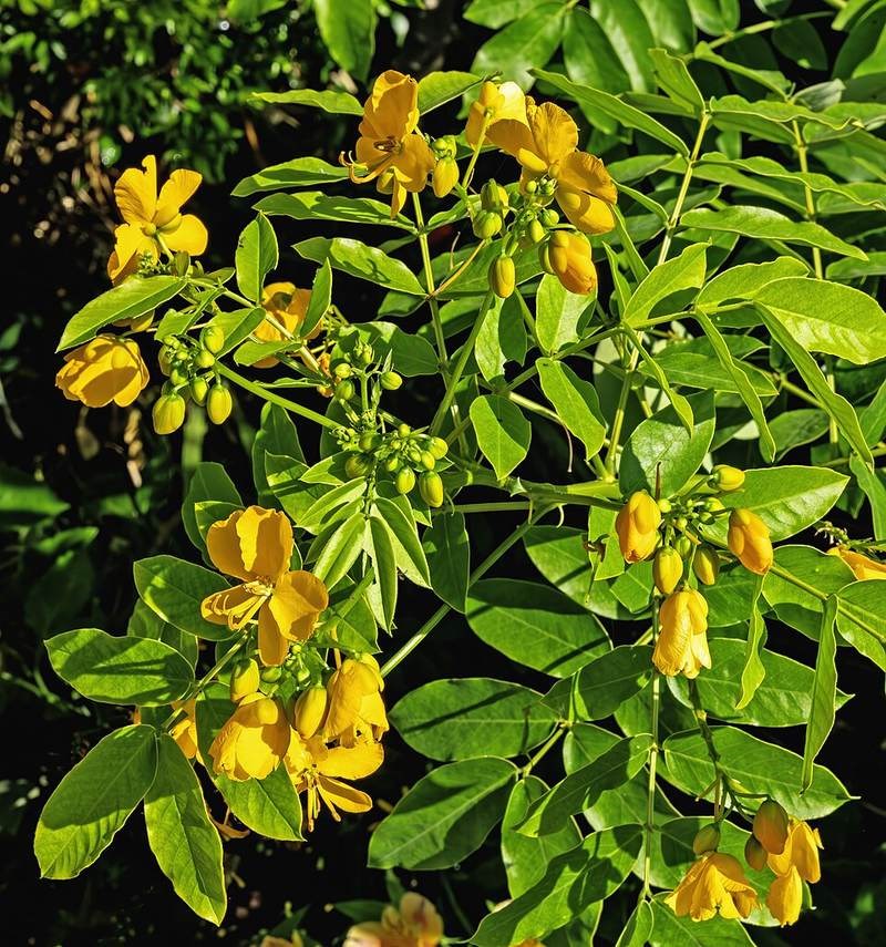 Muồng gân (cốt khí)