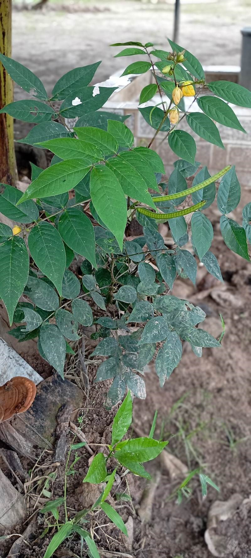 Muồng gân (cốt khí)