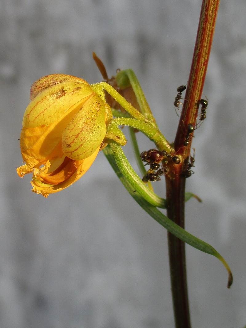 Muồng gân (cốt khí)