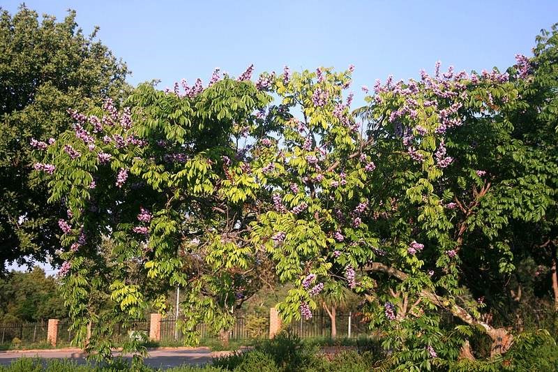 Cây thàn mát cảnh (sưa vàng)