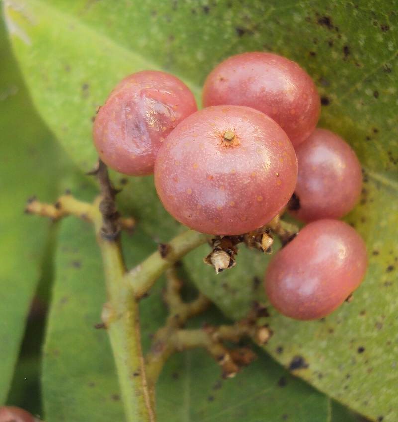 Cơm rượu (lành ngạnh)
