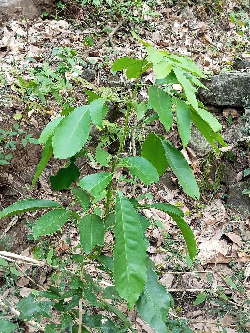 Cơm rượu (lành ngạnh)
