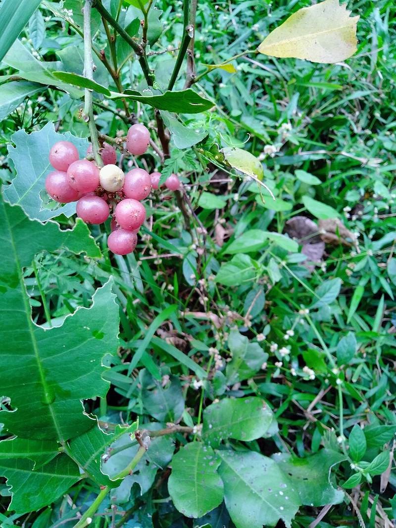 Cơm rượu (lành ngạnh)