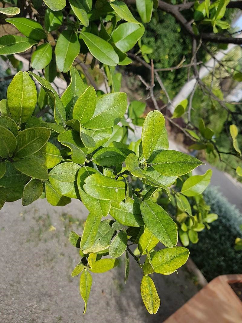 Quýt gai (tầm xoọng)