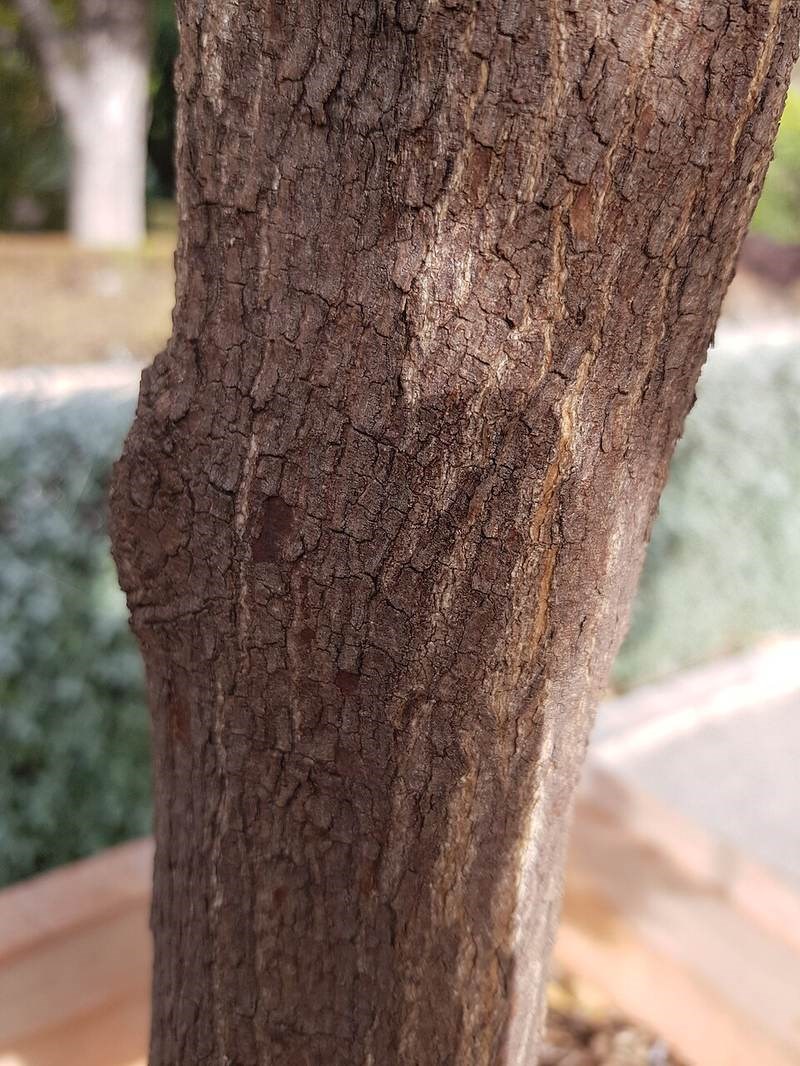 Quýt gai (tầm xoọng)