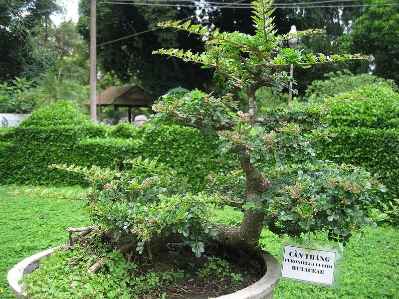 Cần thăng gai