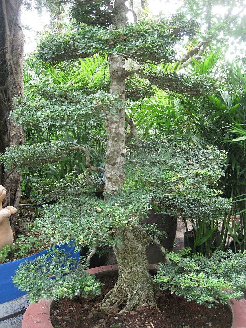 Cần thăng gai