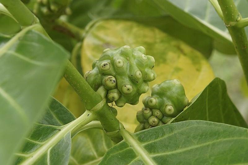 Nhàu nước