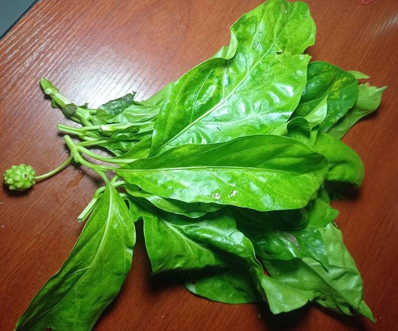 Nhàu nước