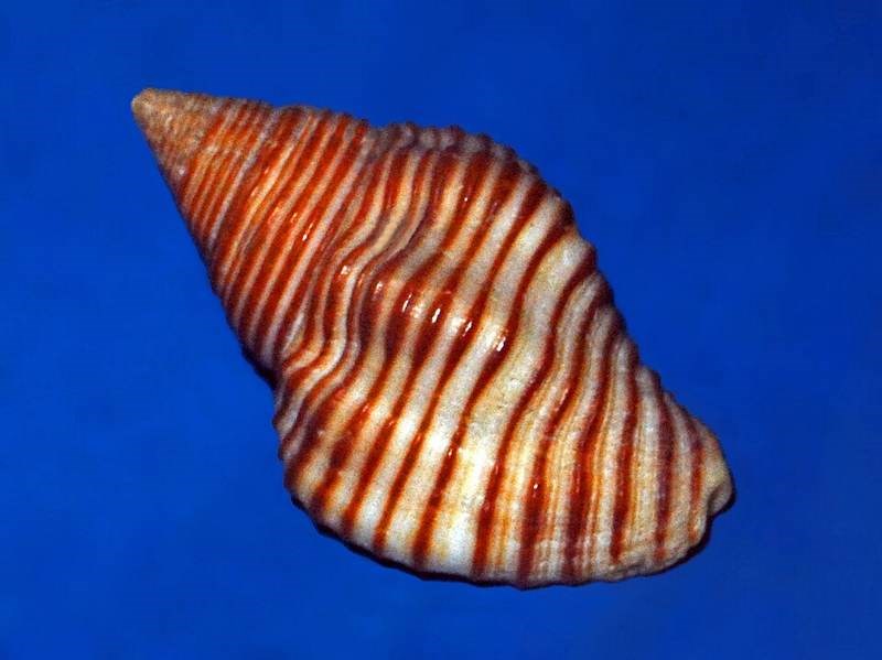 Cỏ lá tre kiểng (cỏ đồng tiền)