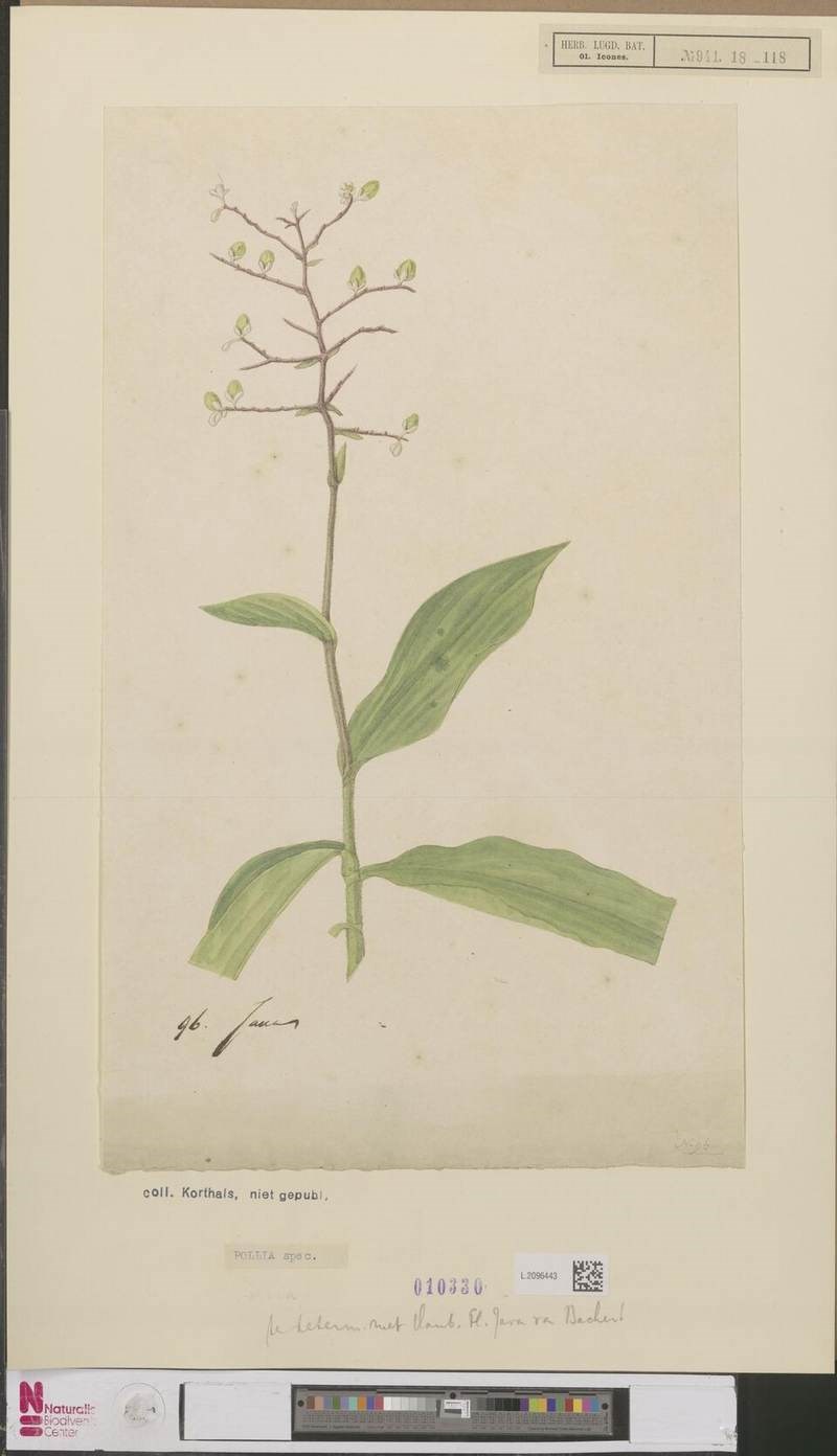 Cỏ lá tre kiểng (cỏ đồng tiền)