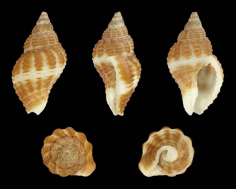Cỏ lá tre kiểng (cỏ đồng tiền)