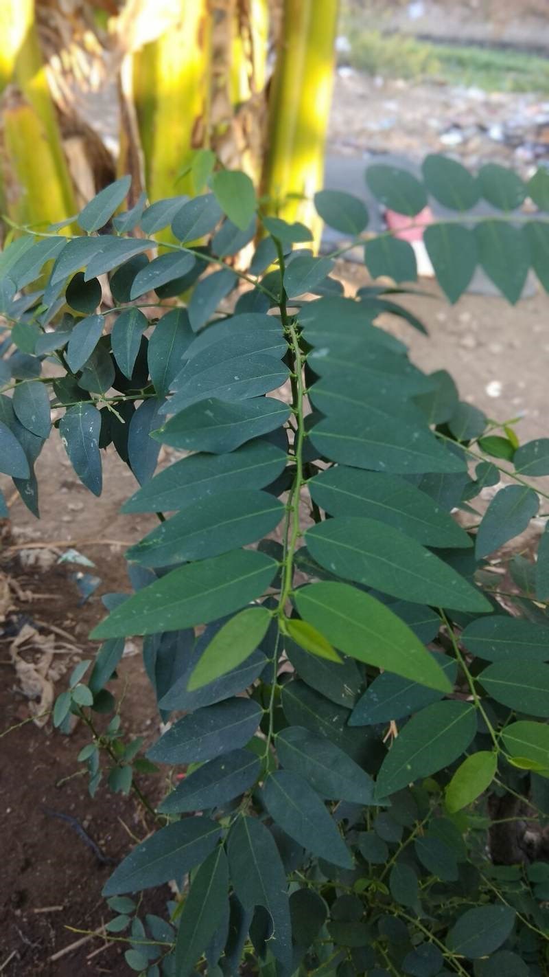 Cây bồ ngót cảnh (rau ngót)
