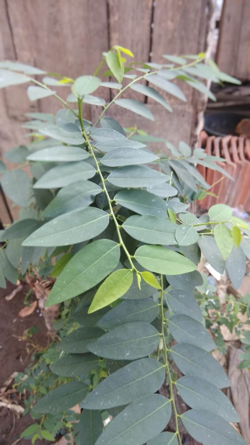 Cây bồ ngót cảnh (rau ngót)