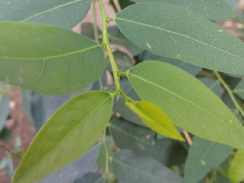 Cây bồ ngót cảnh (rau ngót)