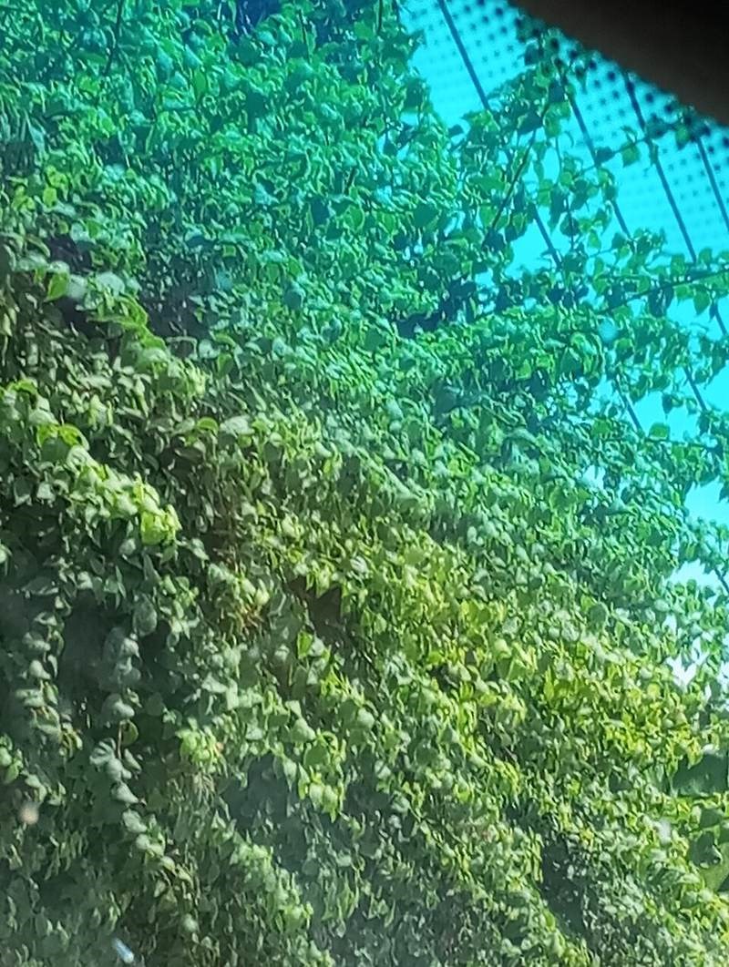 Lá giang