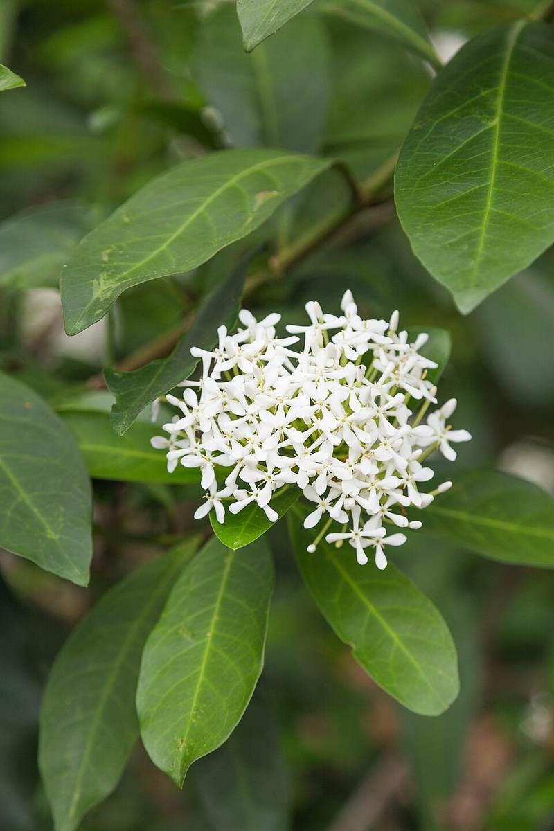 Bông bụp Thái đỏ (mẫu đơn Thái)
