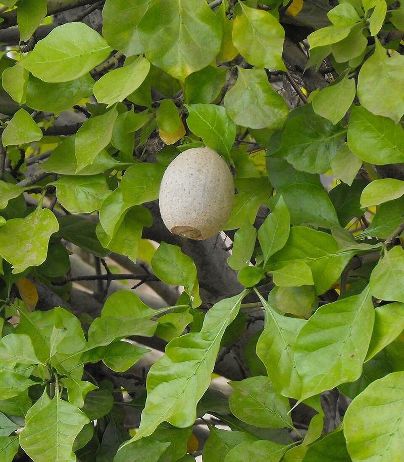 Nhài Nhật (dành dành leo)