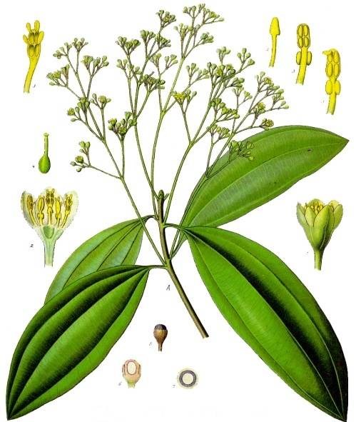 Quế