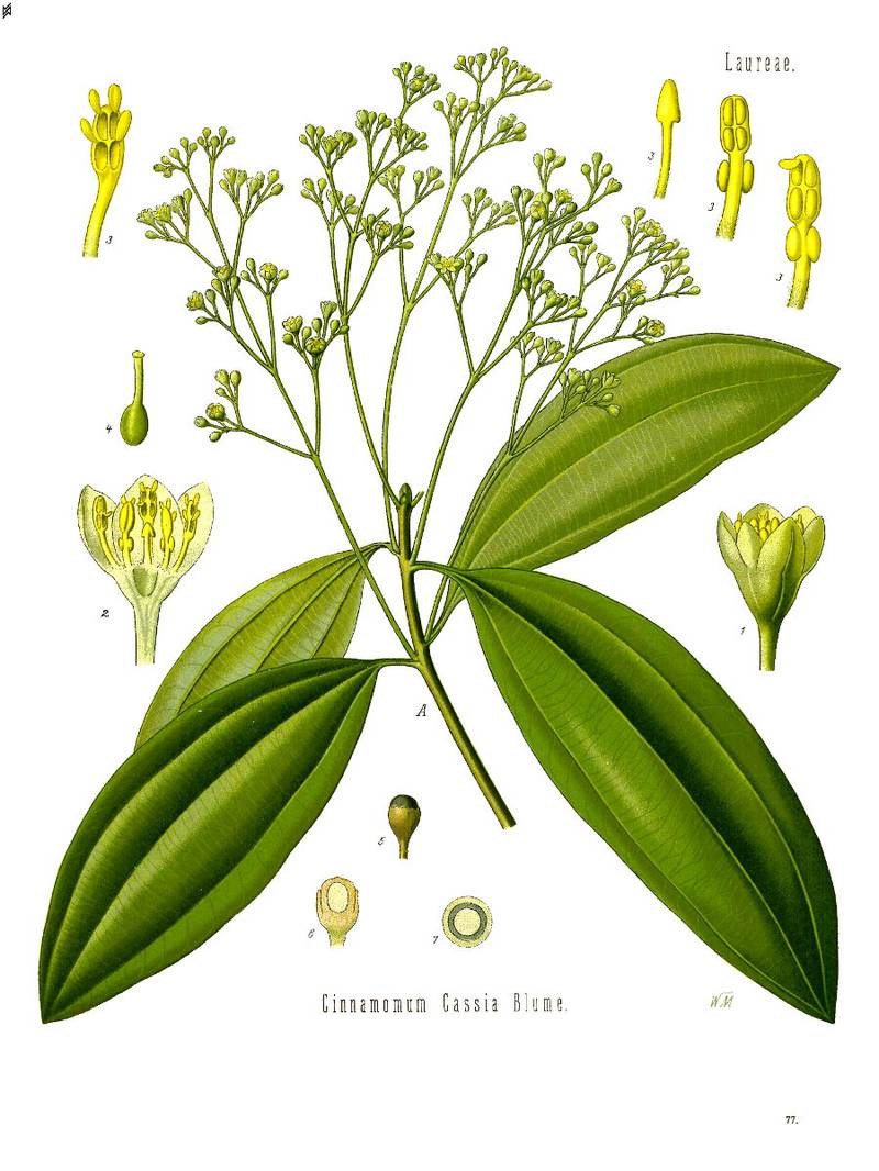 Quế