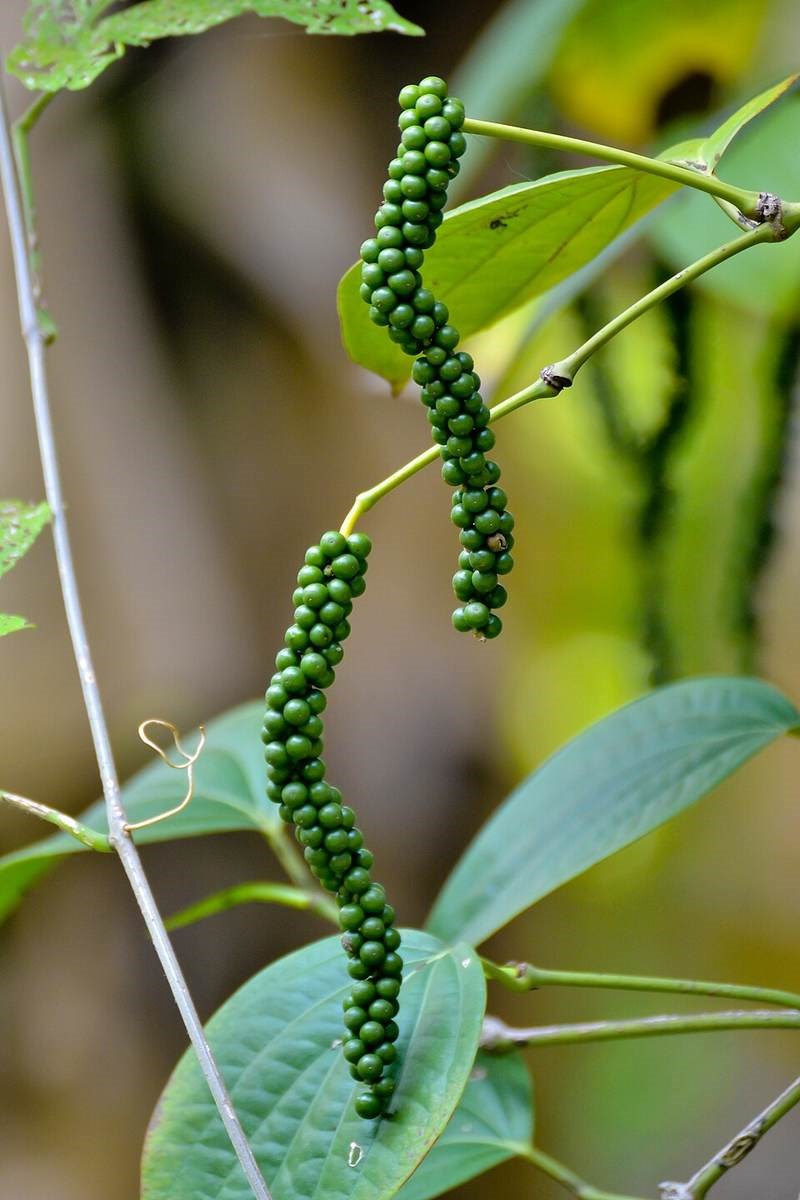 Tiêu (hồ tiêu)
