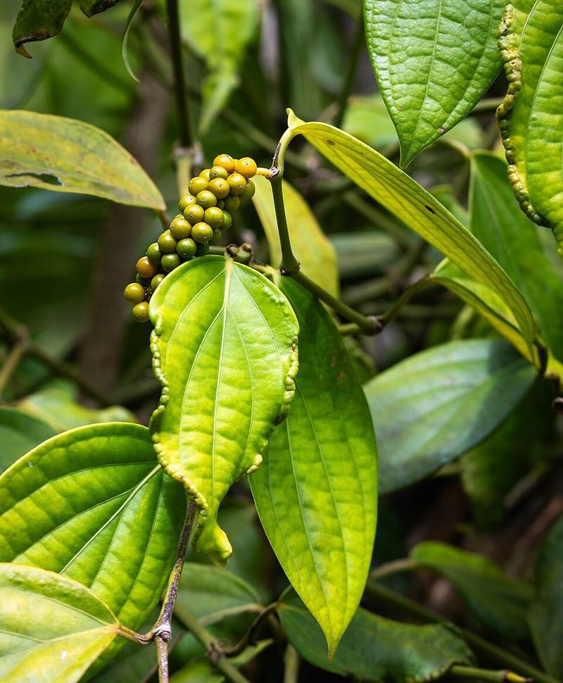 Tiêu (hồ tiêu)