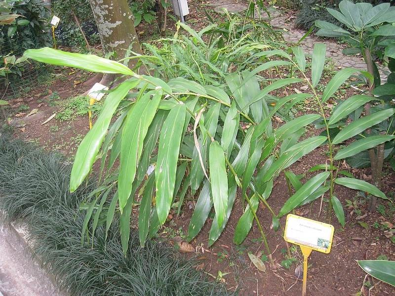 Sa nhân