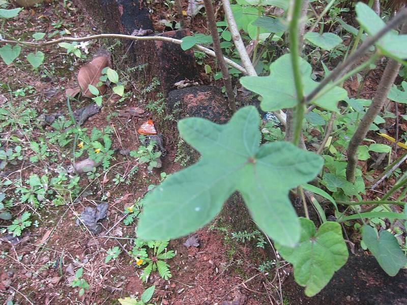 Bụp lá to (vông vang)