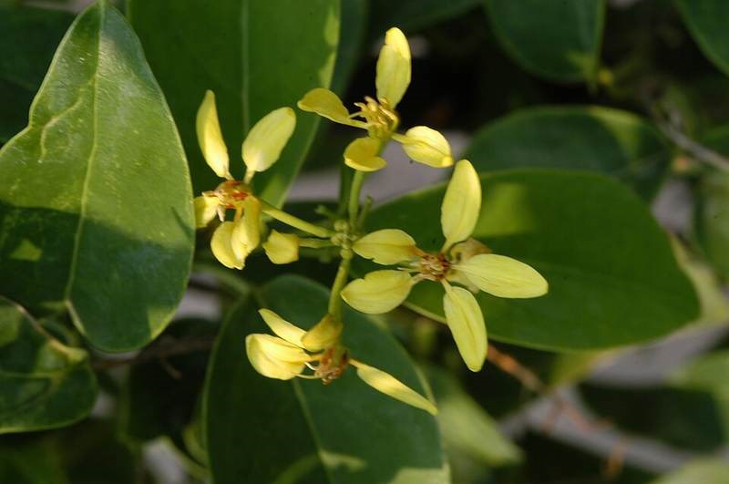 Bàng cẩm thạch (mai chỉ thiên vàng)