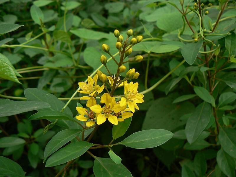 Bàng cẩm thạch (mai chỉ thiên vàng)