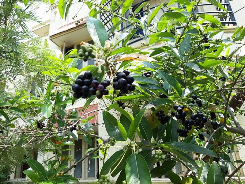 Cẩm tú lài (dạ hương Thái)