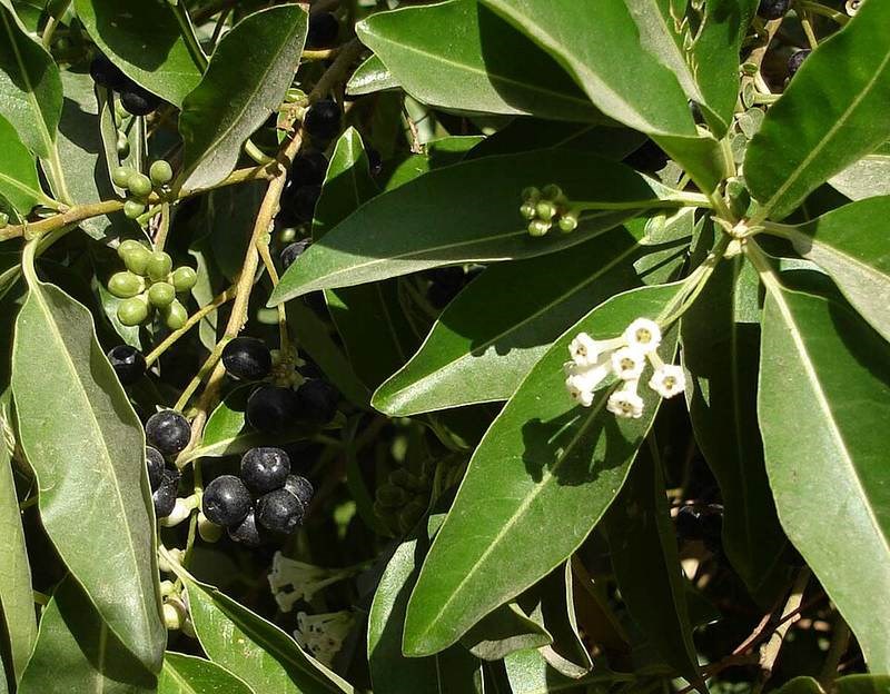 Cẩm tú lài (dạ hương Thái)