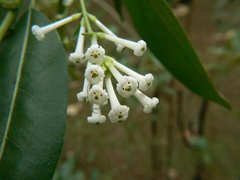 Cẩm tú lài (dạ hương Thái)