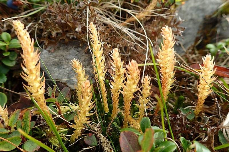 Cẩm tú thảm xanh (dương xỉ thảm)