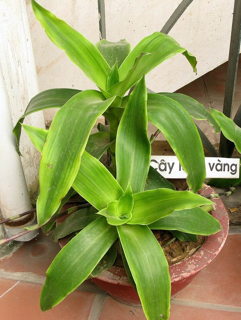 Cây lược vàng