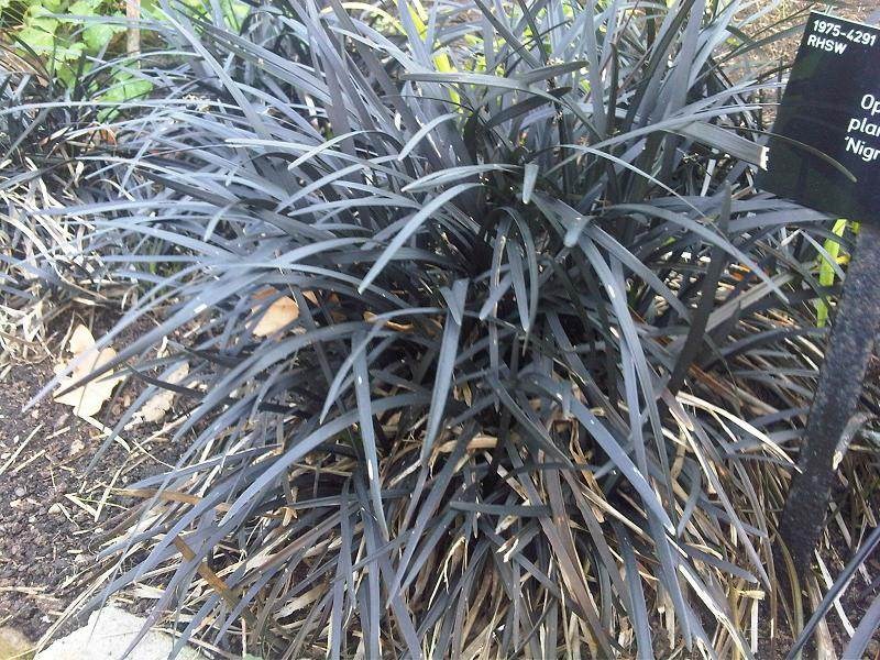 Sống rắn (đuôi công thảm)