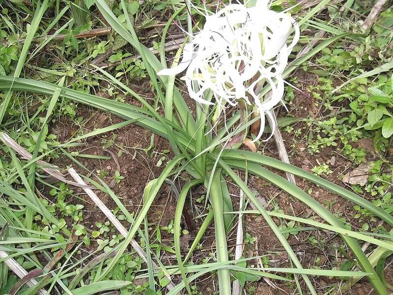 Ngải tướng quân (đại tướng quân trắng)