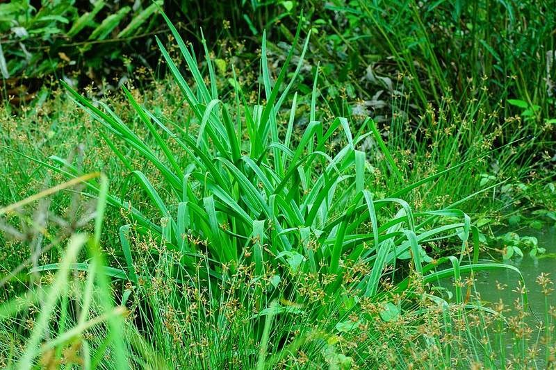 Ngải tướng quân (đại tướng quân trắng)