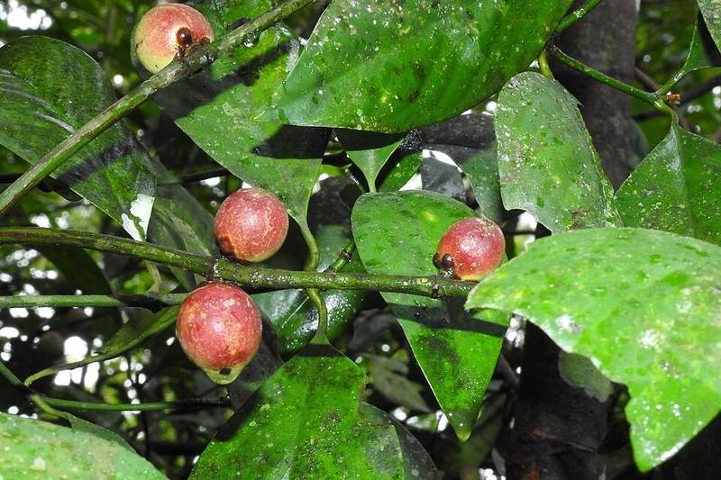 Vàng nghệ (mù u núi)