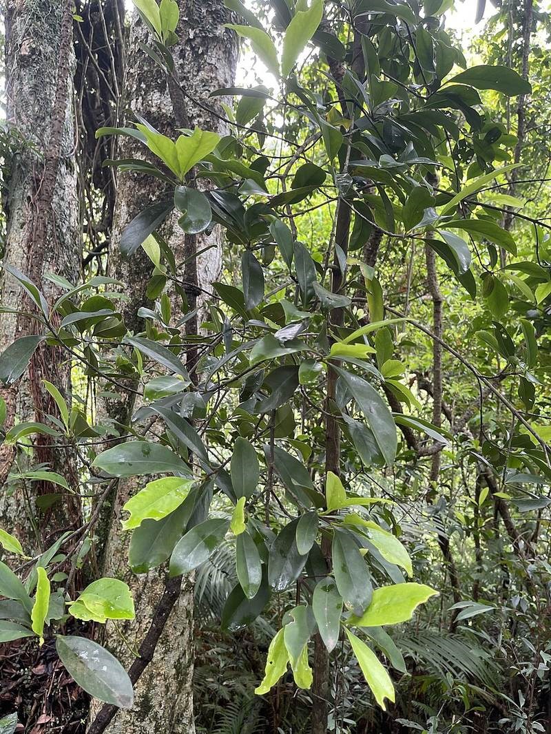 Bứa