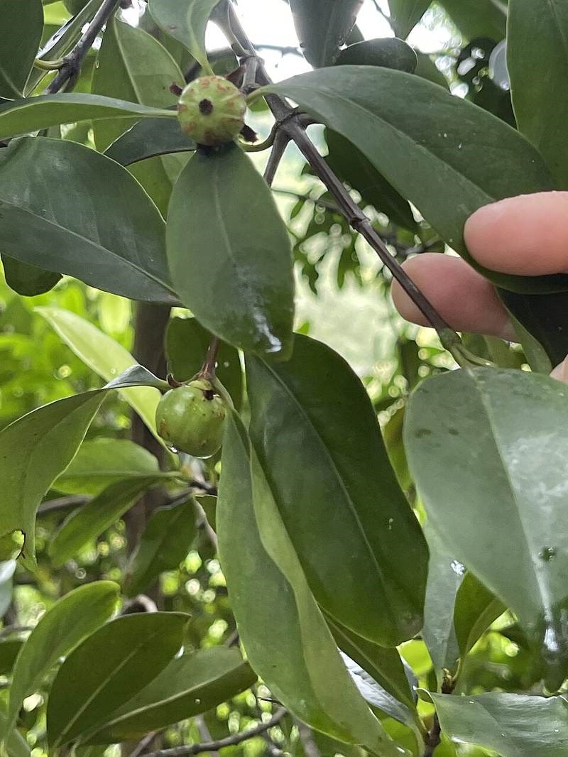 Bứa