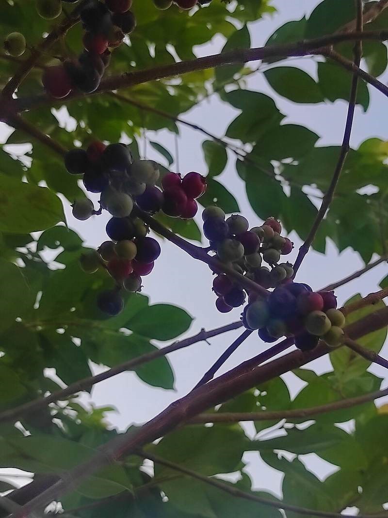 Trâm vỏ đỏ (sắn thuyền)