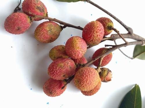 Chôm chôm rừng (vải guốc)