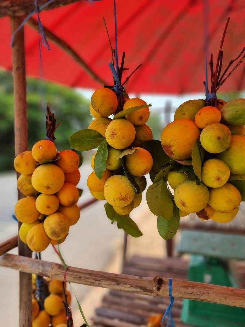 Cây gùi (dây gùi)