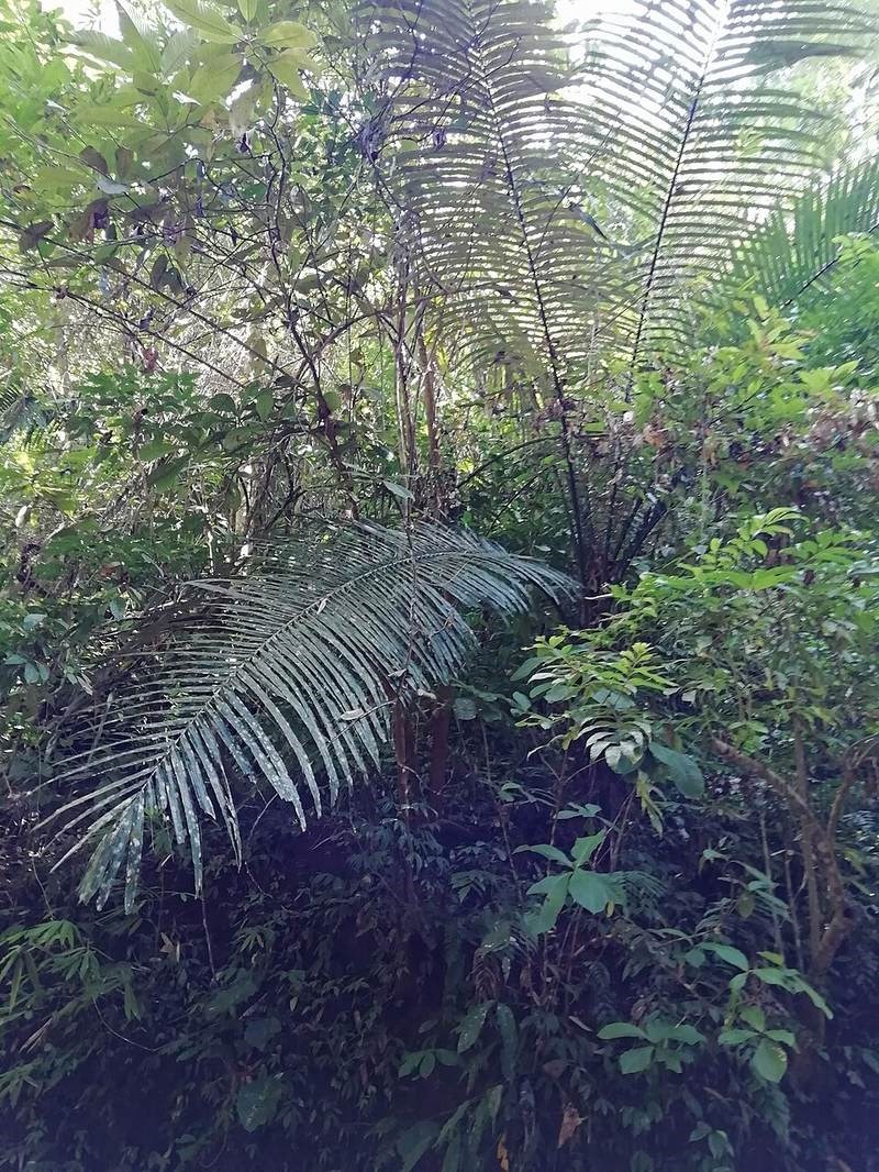 Búng báng (đoác)
