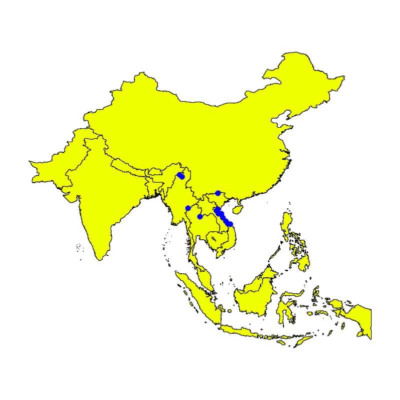 Cọ lá nón