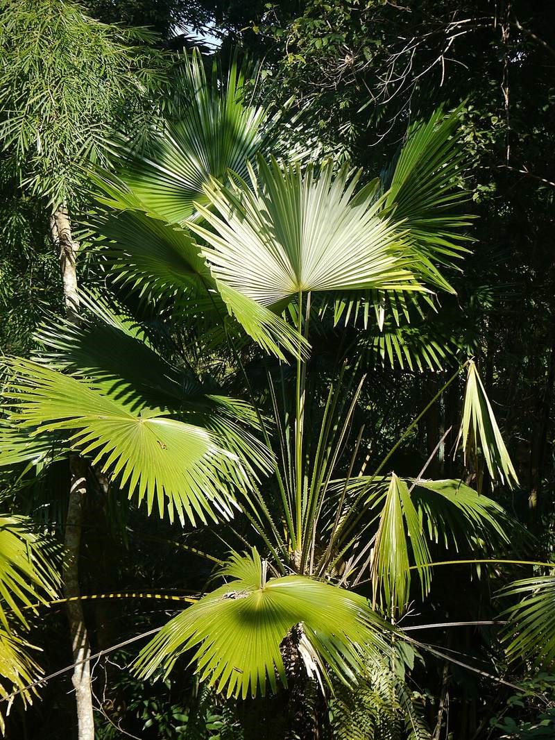 Cọ lá nón